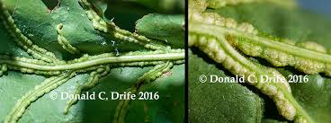 Attēlu rezultāti vaicājumam “Liposthenes glechomae”