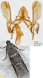 Attēlu rezultāti vaicājumam “Apomyelois bistriatella”