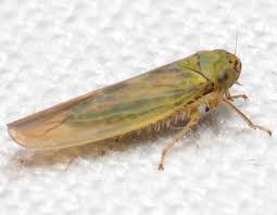 Attēlu rezultāti vaicājumam “Macrosteles nymph”