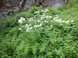 Image result for Myrrhis odorata