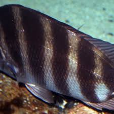 Image result for Archosargus probatocephalus