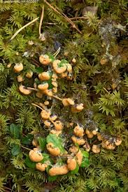 Attēlu rezultāti vaicājumam “Fuligo luteonitens”