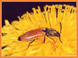 Attēlu rezultāti vaicājumam “Anostirus castaneus”