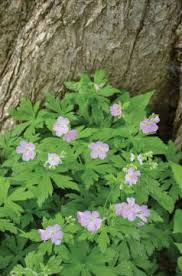 Attēlu rezultāti vaicājumam “Lycogala maculatum sessile”