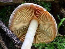 Attēlu rezultāti vaicājumam “Athelia pyriformis”