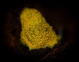 Attēlu rezultāti vaicājumam “Fuligo septica var. candida spores”