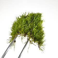 Attēlu rezultāti vaicājumam “Brachythecium”