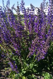 Image result for Salvia pratensis `Rose Rhapsody