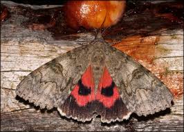 Attēlu rezultāti vaicājumam “Catocala nupta”