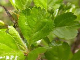 Attēlu rezultāti vaicājumam “Crataegus laevigata leaf”