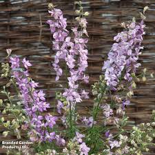 Image result for Delphinium consolida