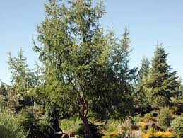 Attēlu rezultāti vaicājumam “Larix kaempferi”