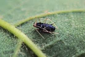 Attēlu rezultāti vaicājumam “Drepanosiphum platanoidis”