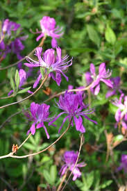 Attēlu rezultāti vaicājumam “Rhododendron canadense”