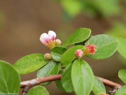 Attēlu rezultāti vaicājumam “Cotoneaster divaricatus fruit”
