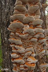 Attēlu rezultāti vaicājumam “Inonotus rheades”