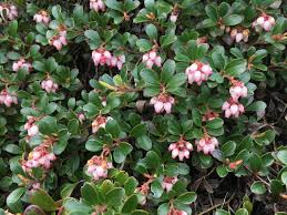 Attēlu rezultāti vaicājumam “Exobasidium uvae-ursi”