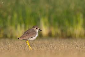 Image result for Vanellus leucurus