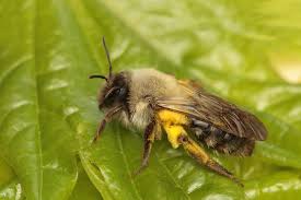 Attēlu rezultāti vaicājumam “Andrena vaga”