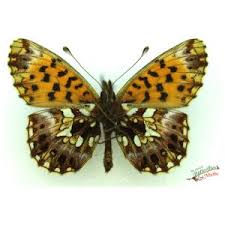 Attēlu rezultāti vaicājumam “Boloria dia underside”