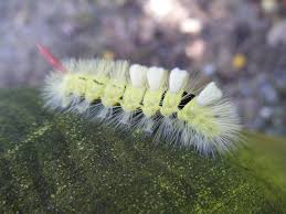 Attēlu rezultāti vaicājumam “Calliteara pudibunda larva”