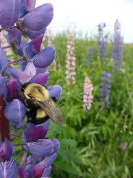 Image result for Lupinus polyphyllus Lindl.