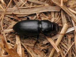 Attēlu rezultāti vaicājumam “Acupalpus flavicollis”