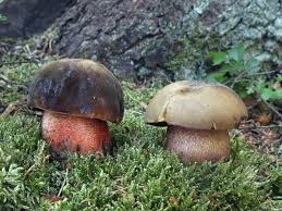 Attēlu rezultāti vaicājumam “Sutorius luridiformis”