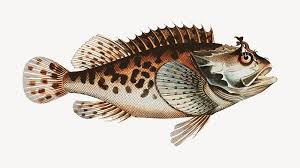 Image result for Scorpaena porcus