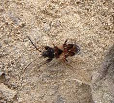 Attēlu rezultāti vaicājumam “Scolopostethus thomsoni”