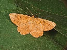 Attēlu rezultāti vaicājumam “Angerona prunaria”