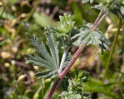 Image result for Potentilla argentea