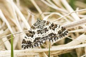 Attēlu rezultāti vaicājumam “Epirrhoe tristata imago”