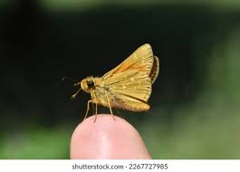 Attēlu rezultāti vaicājumam “Hesperia comma female”