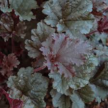 Image result for Heuchera Metallica