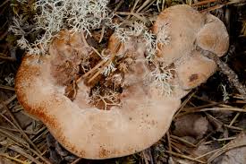 Attēlu rezultāti vaicājumam “Hydnellum ferrugineum”