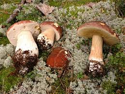 Attēlu rezultāti vaicājumam “Boletus pinophilus”