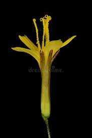 Attēlu rezultāti vaicājumam “Mycelis muralis bud”