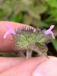 Attēlu rezultāti vaicājumam “Clinopodium vulgare fruit”