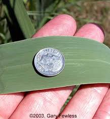 Attēlu rezultāti vaicājumam “Phragmites communis leaf”