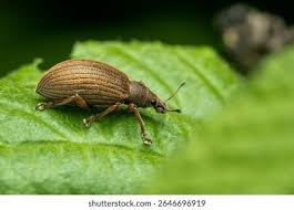 Attēlu rezultāti vaicājumam “Polydrusus mollis”