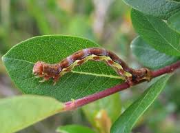 Attēlu rezultāti vaicājumam “Erannis defoliaria larva”