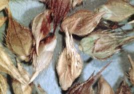 Attēlu rezultāti vaicājumam “Echinochloa crus-galli fruit”