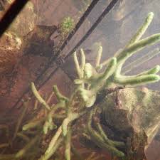 Attēlu rezultāti vaicājumam “Spongilla lacustris”