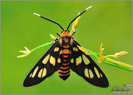 Attēlu rezultāti vaicājumam “Arctiidae”