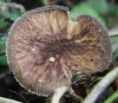 Attēlu rezultāti vaicājumam “Pluteus umbrosus”