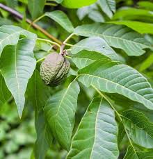 Attēlu rezultāti vaicājumam “Juglans x sinensis leaf”