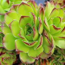 Attēlu rezultāti vaicājumam “Sedum sexangulare leaf”