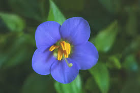 Image result for Exacum affine