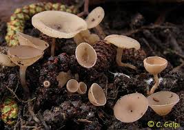 Attēlu rezultāti vaicājumam “Ciboria amentacea”